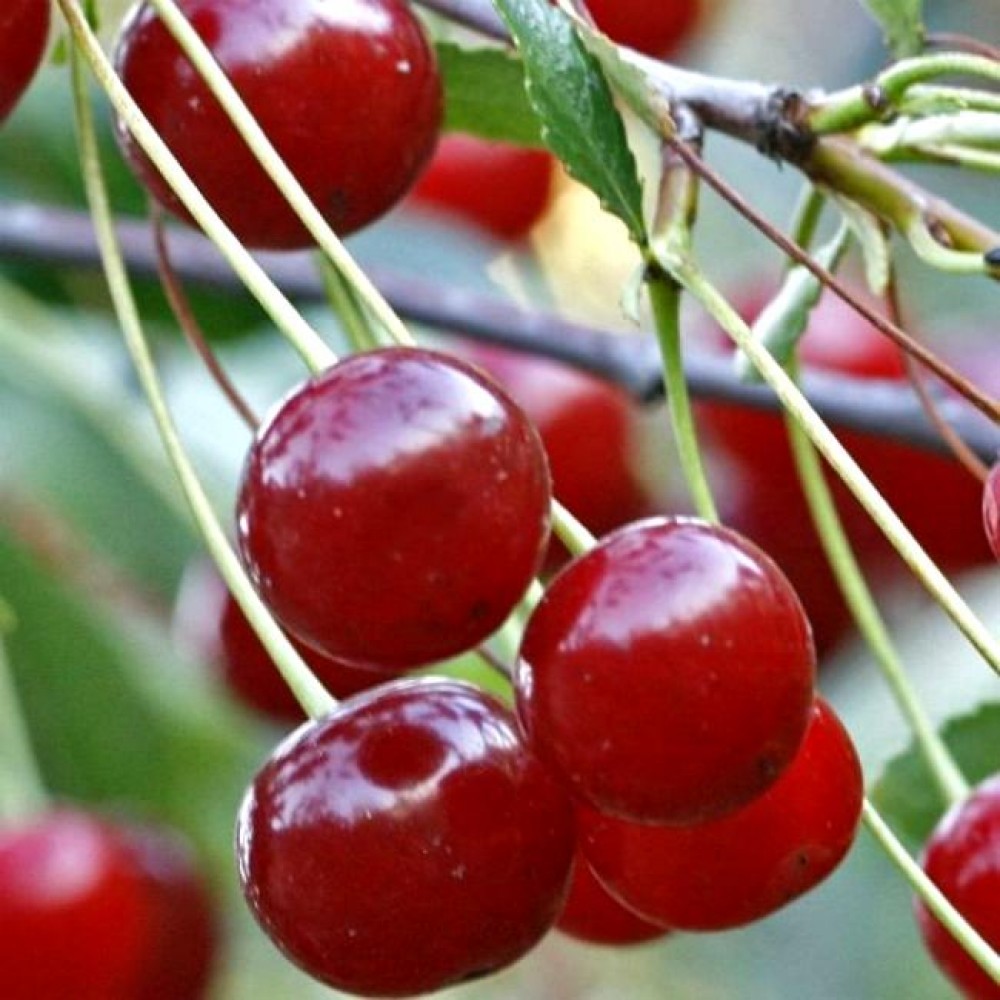 Превью изображения