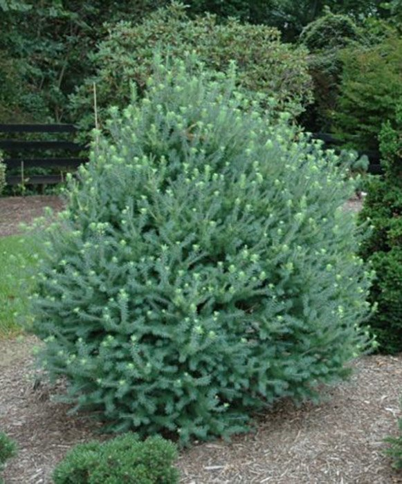 Превью изображения