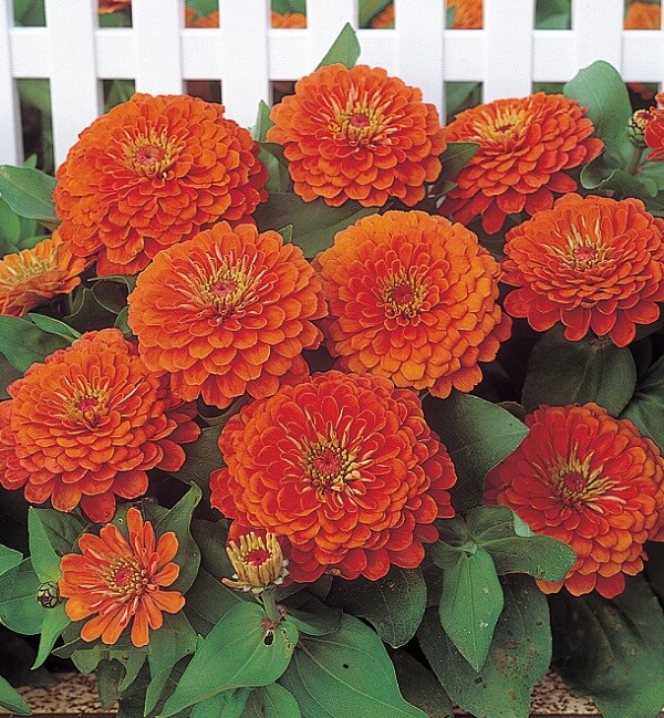 Превью изображения