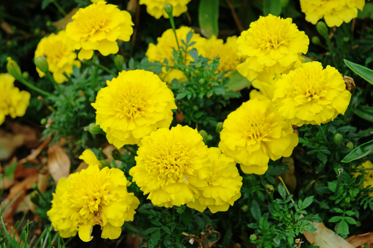 Превью изображения