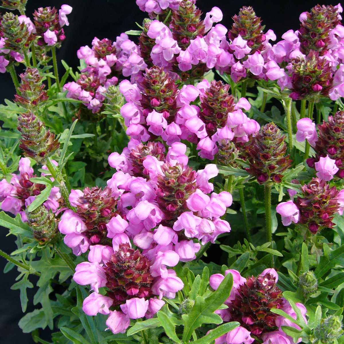 Превью изображения