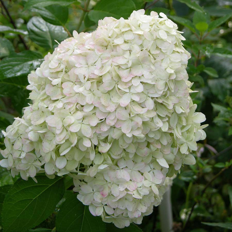 Превью изображения