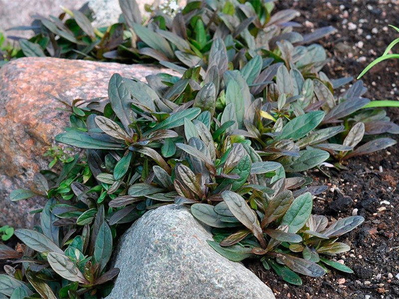 Превью изображения