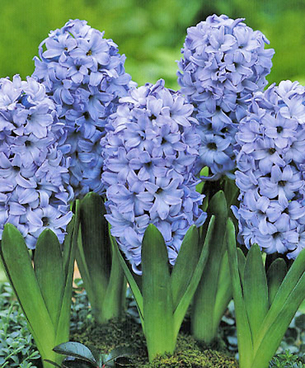 Превью изображения