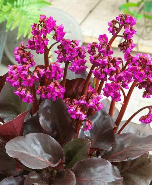 Превью изображения