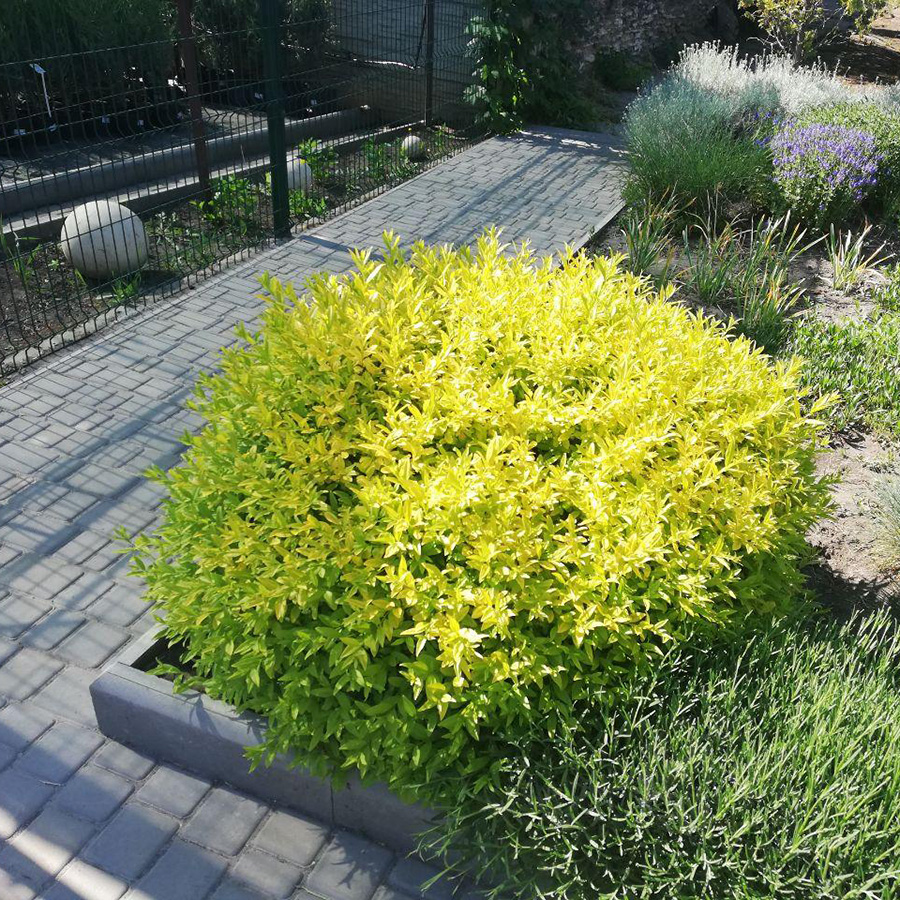 Превью изображения