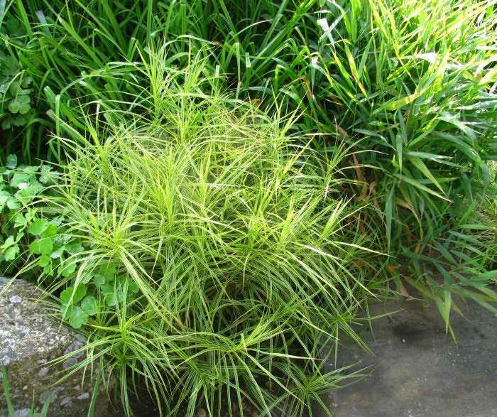 Превью изображения