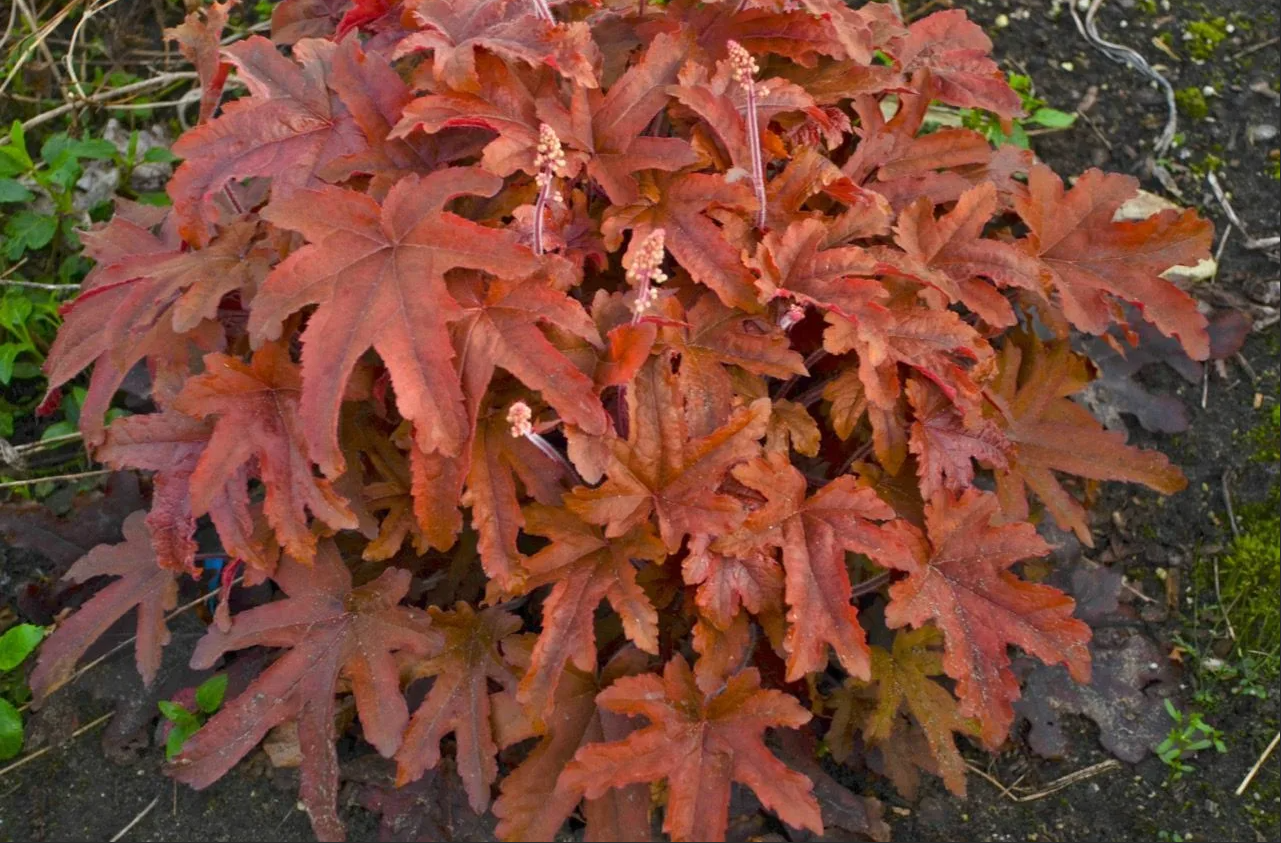 Превью изображения