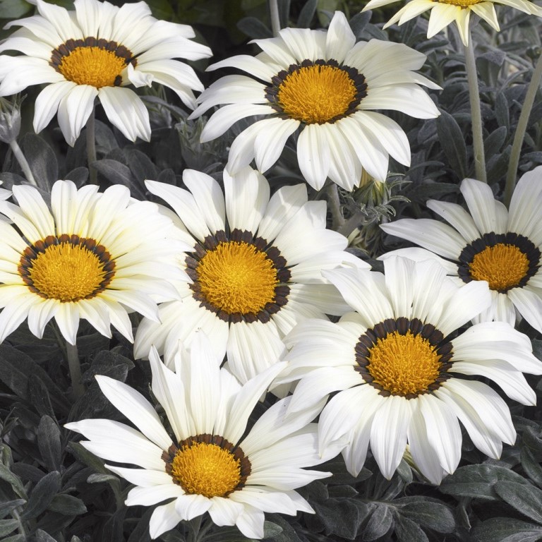 Превью изображения