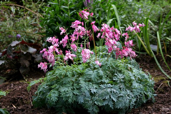 Превью изображения