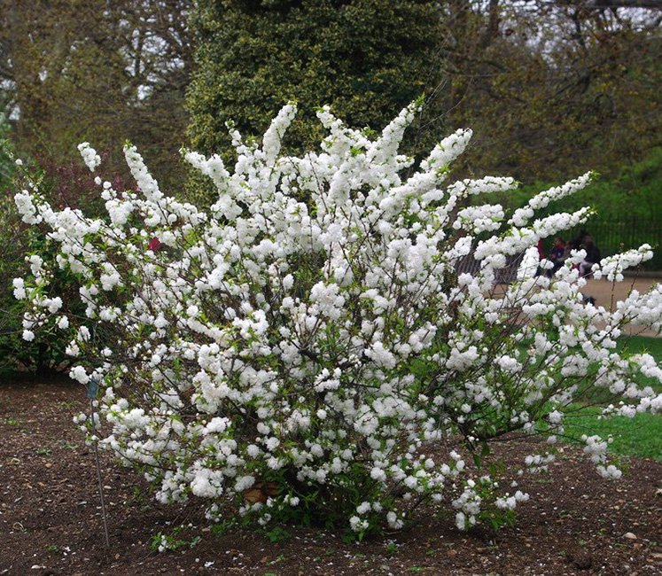 Превью изображения