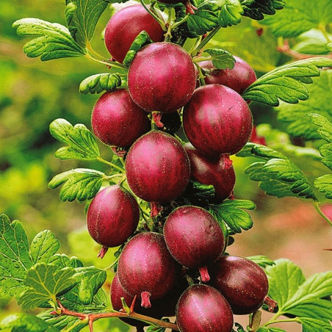 Превью изображения