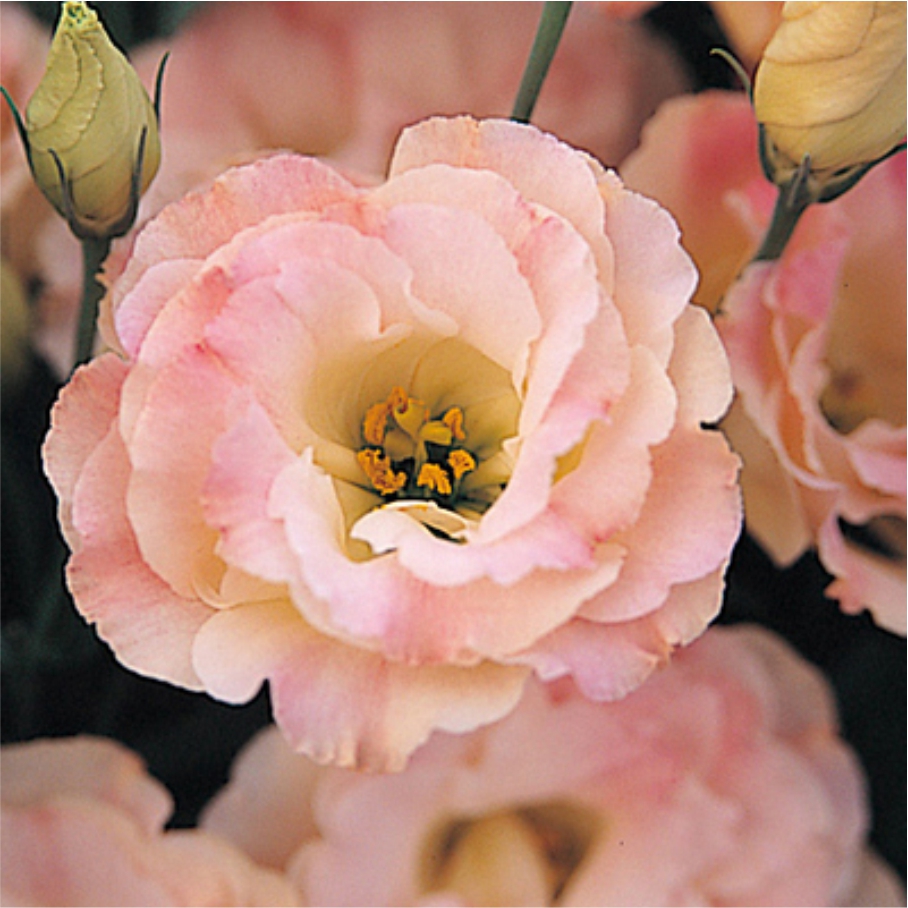 Превью изображения