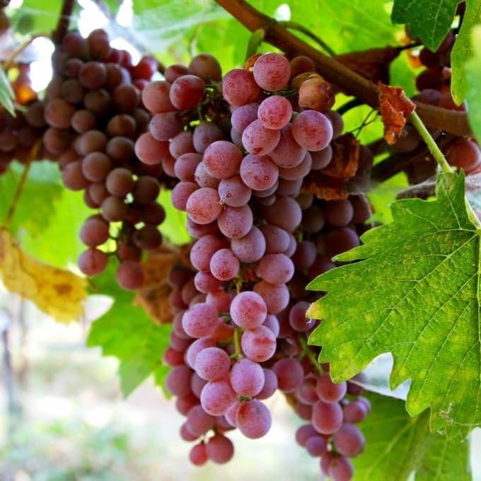 Превью изображения