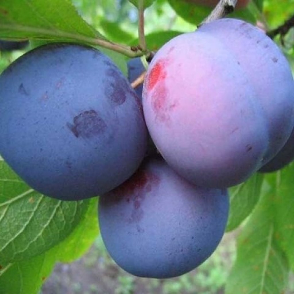 Превью изображения