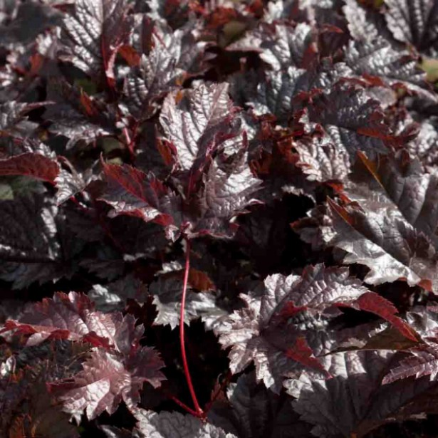 Превью изображения