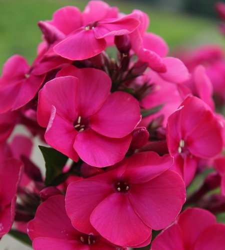 Превью изображения