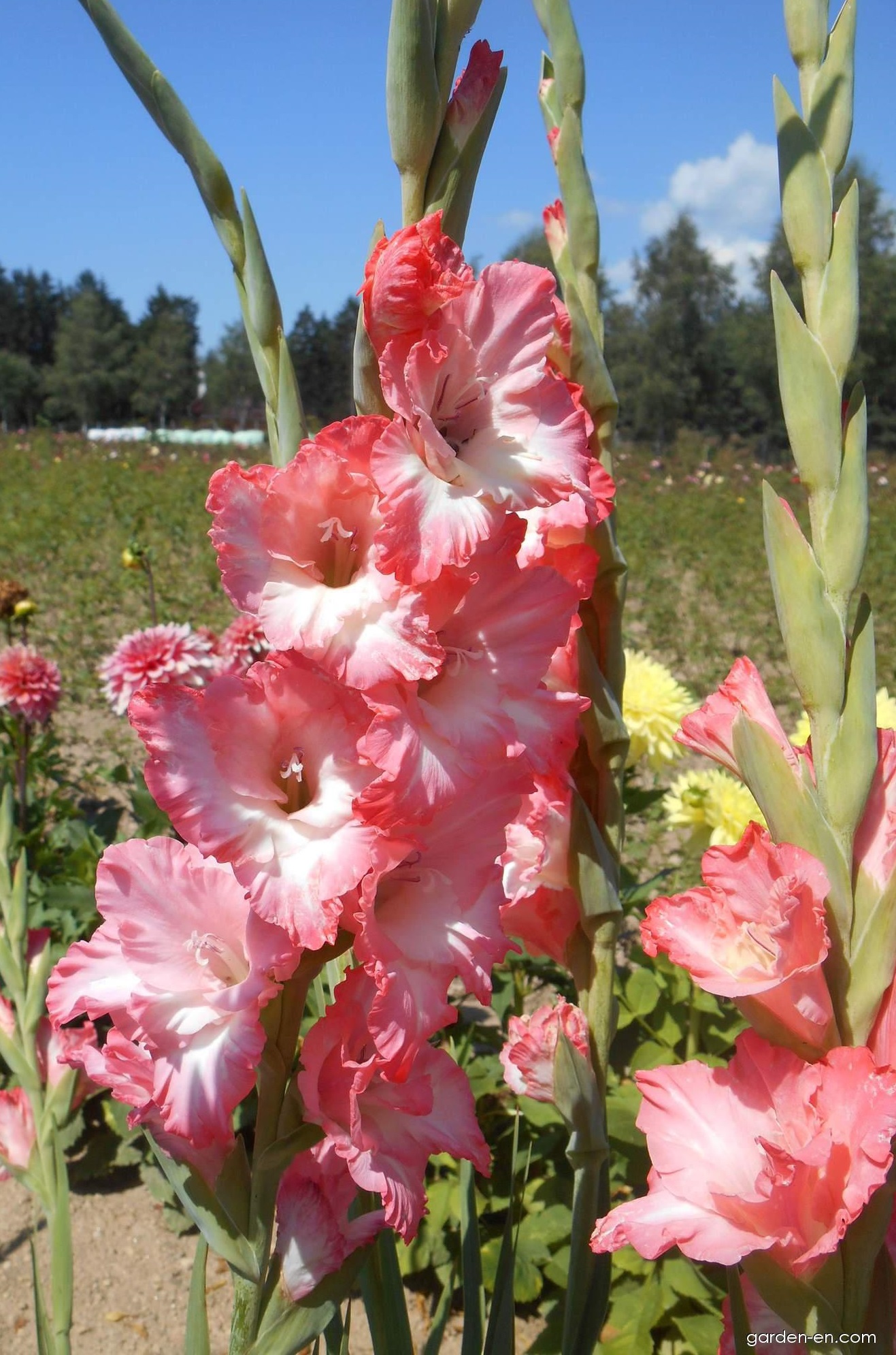 Превью изображения