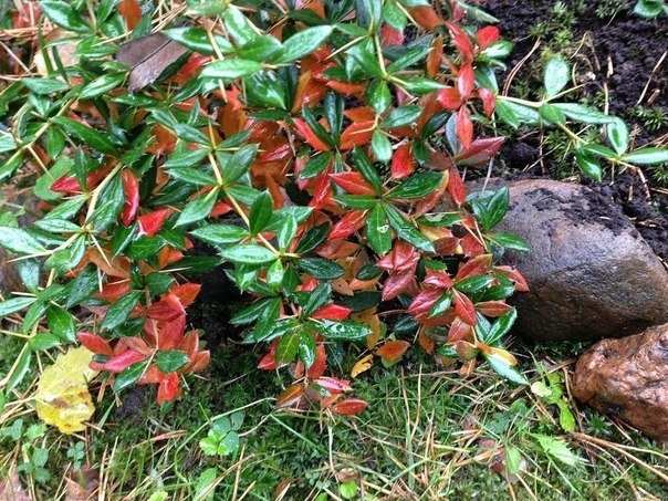 Превью изображения