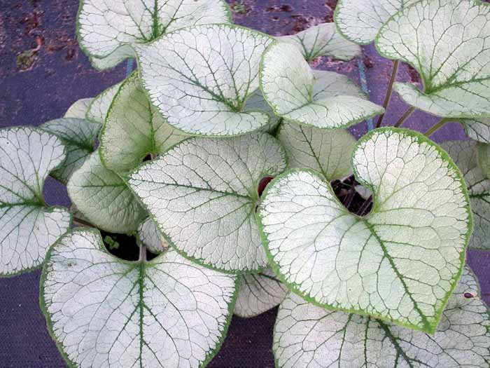 Превью изображения