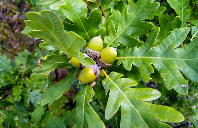 Превью изображения