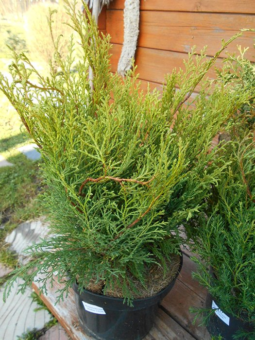 Превью изображения