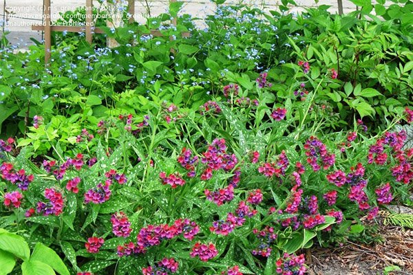 Превью изображения