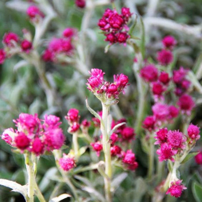 Превью изображения