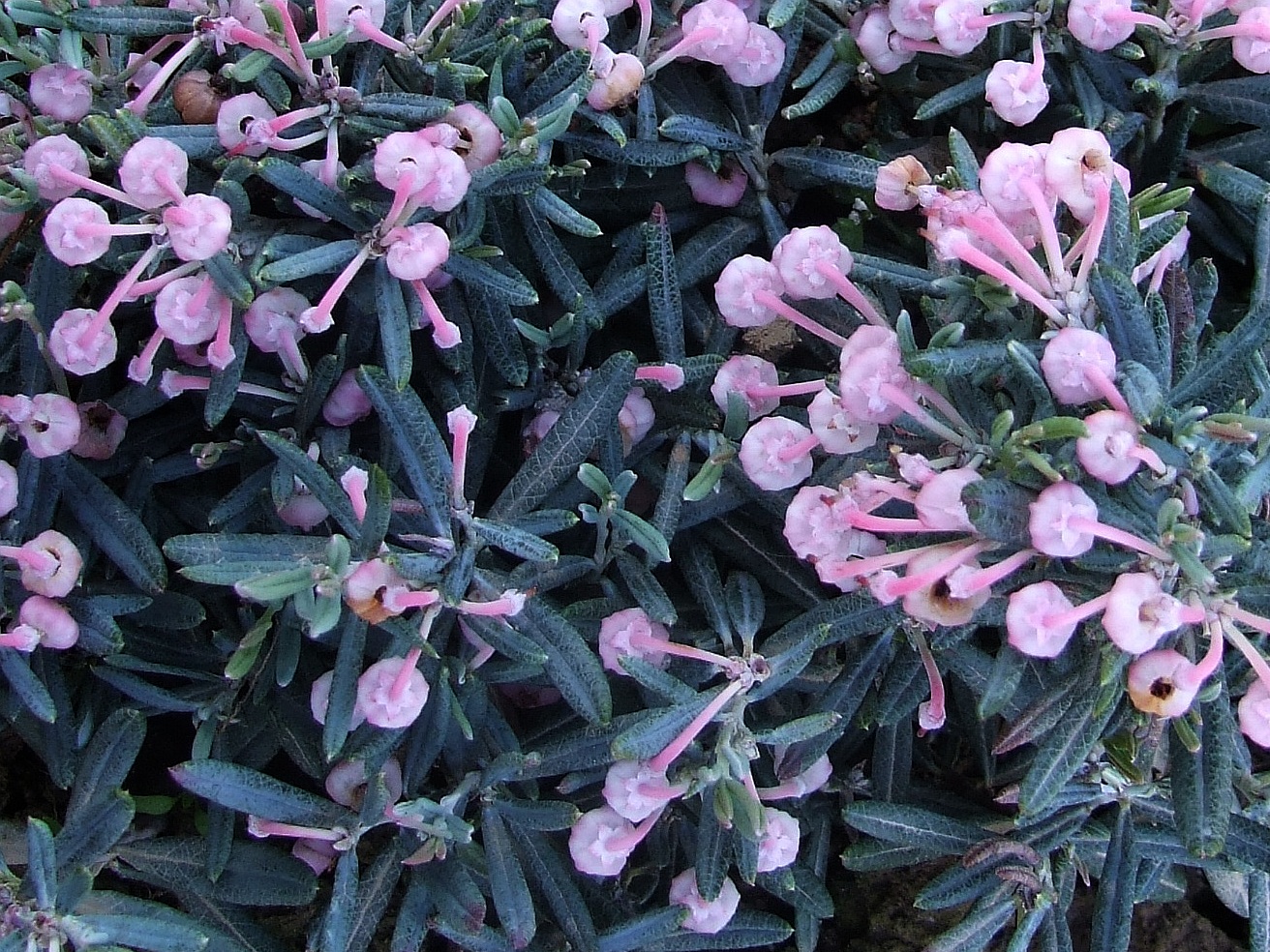 Превью изображения