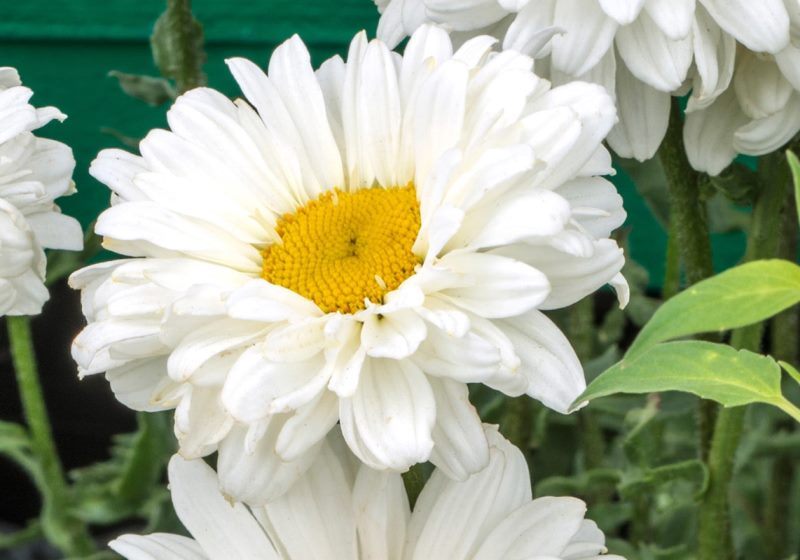 Превью изображения