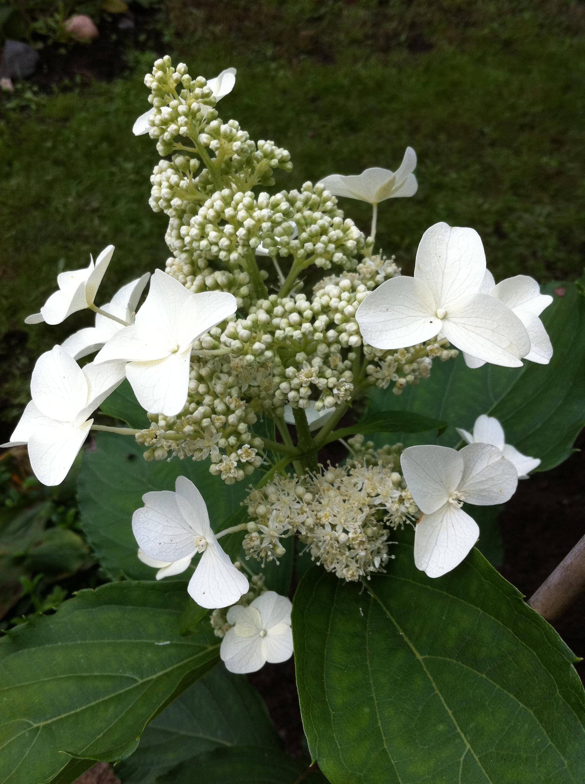 Превью изображения