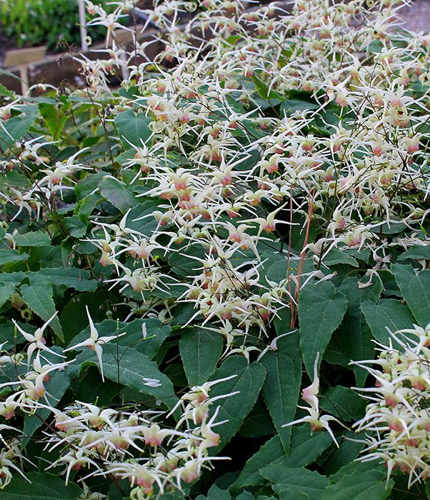 Превью изображения