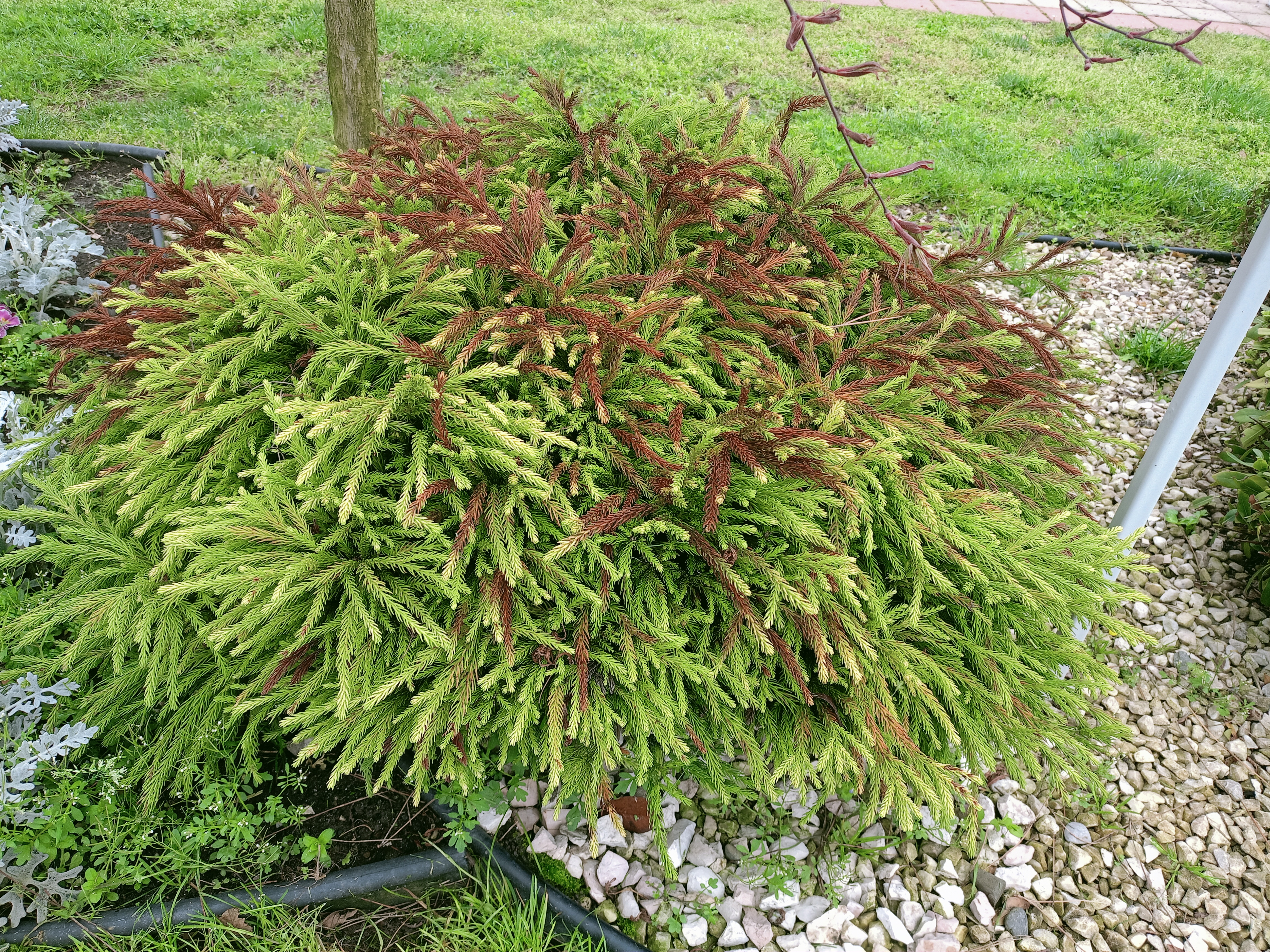 Превью изображения