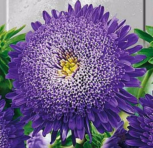 Превью изображения