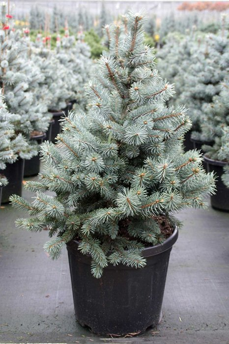 Превью изображения