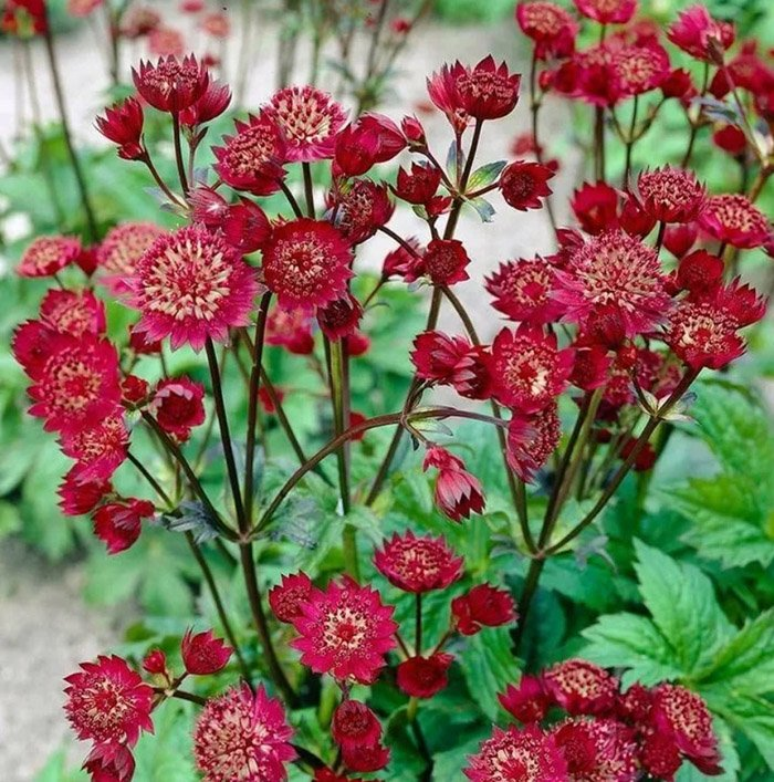 Превью изображения