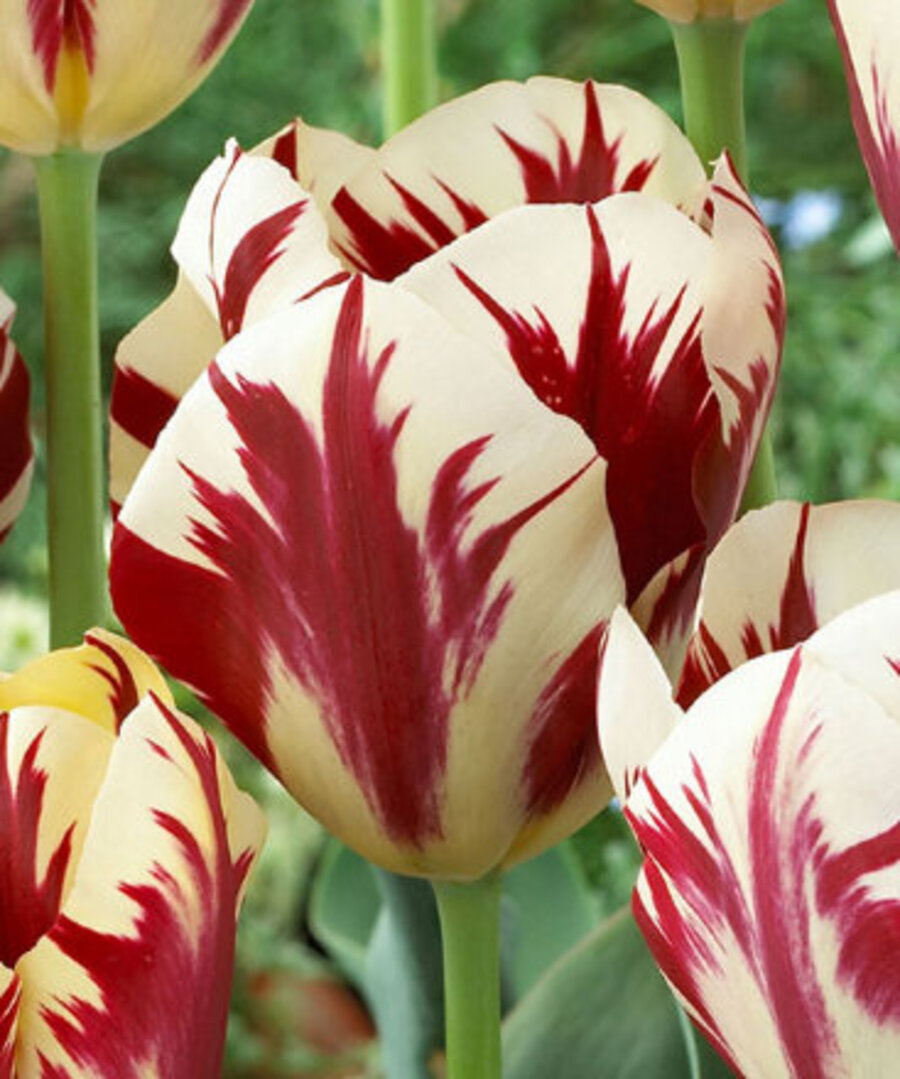 Превью изображения