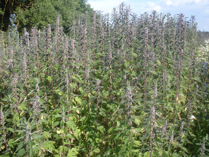 Превью изображения