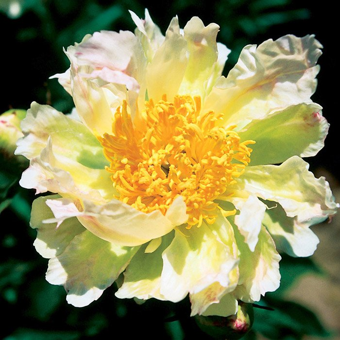 Превью изображения