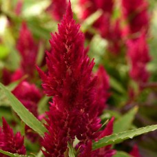 Превью изображения