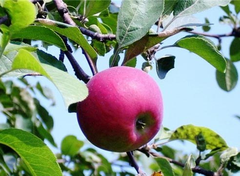 Превью изображения