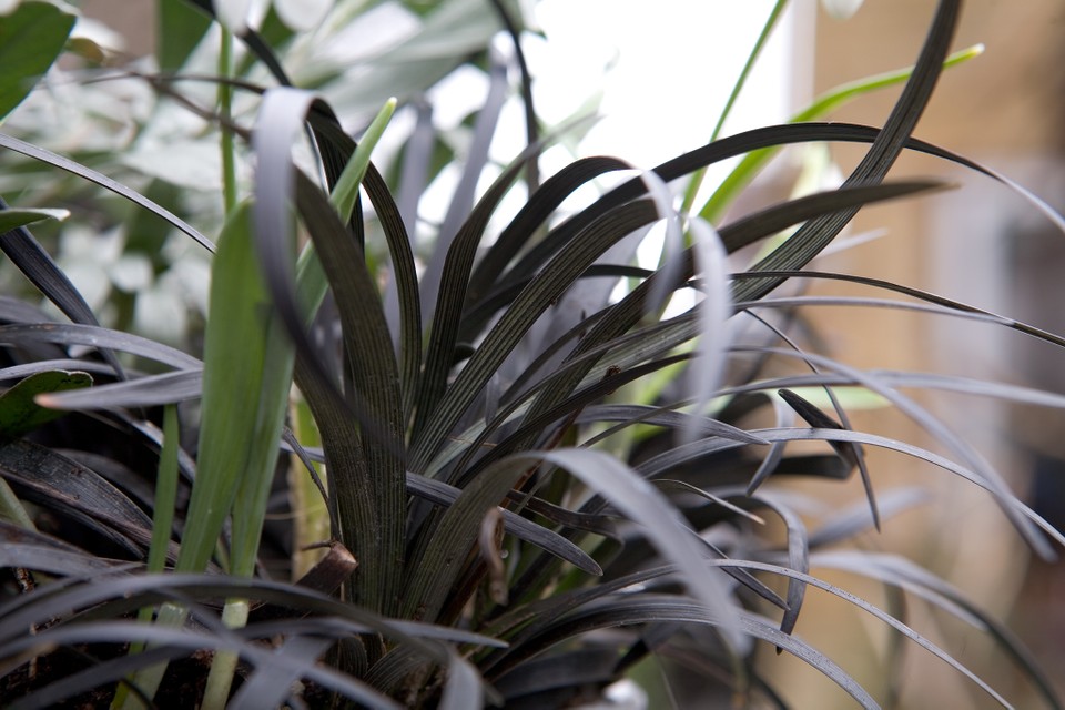 Превью изображения