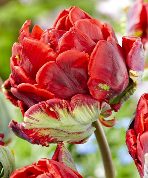 Превью изображения