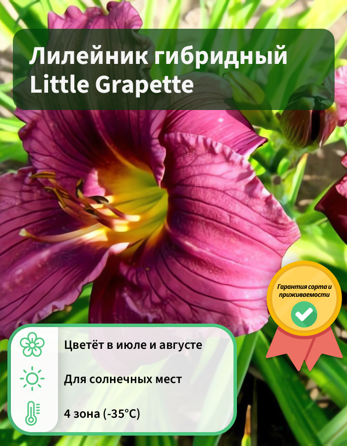 Превью изображения