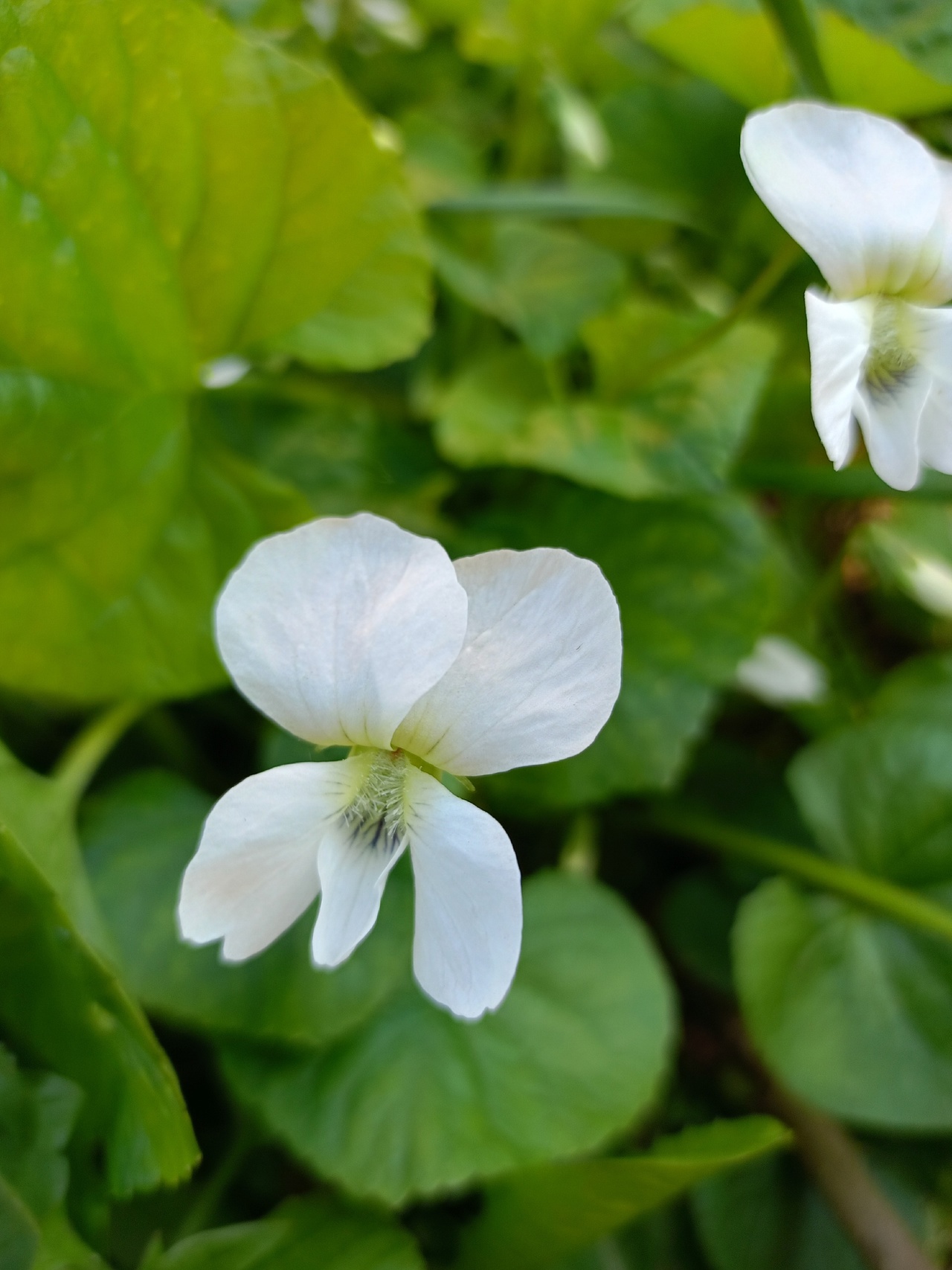 Превью изображения