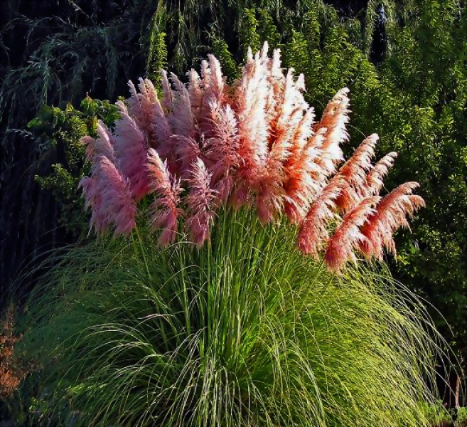 Превью изображения