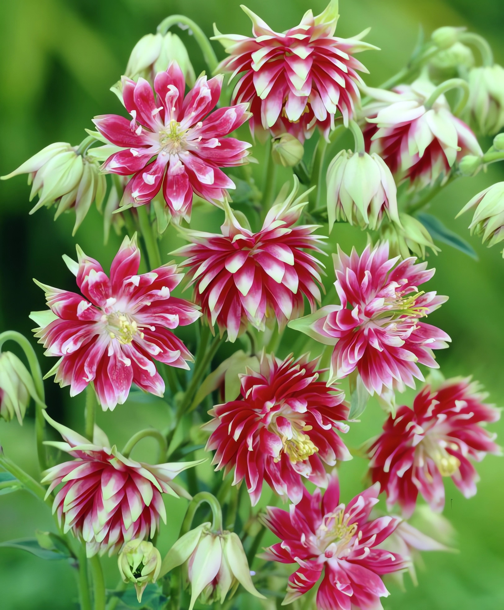 Превью изображения