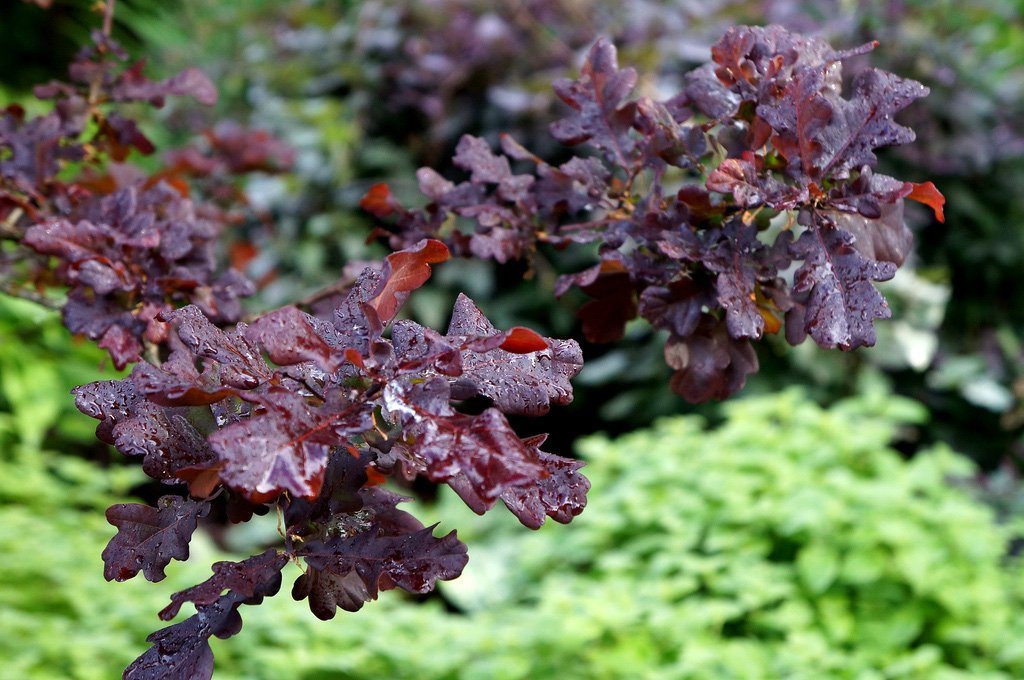 Превью изображения