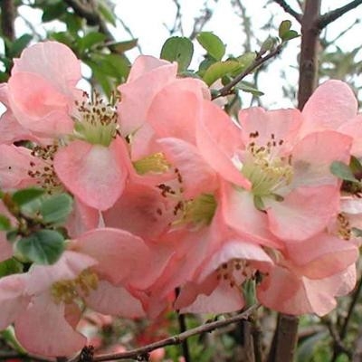 Превью изображения