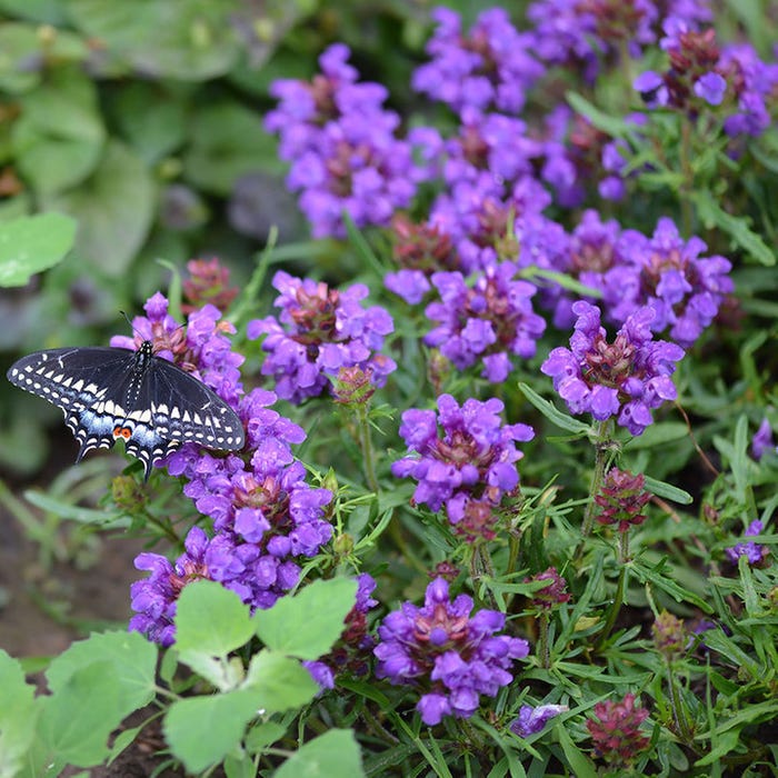 Превью изображения